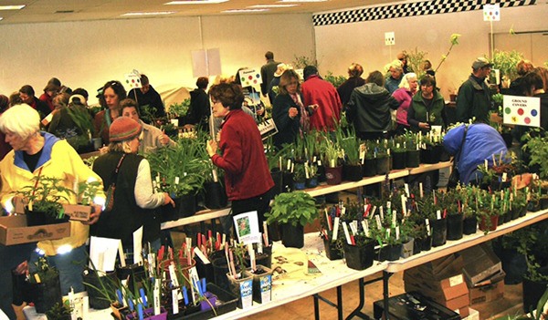 Islanders gather to shop for locally grown plants at the Vashon Maury Island Garden Club’s annual spring plant sale. This year