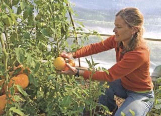 Beth Tuttle tends to tomatoes in her garden.