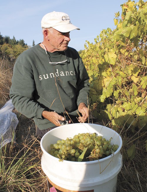 Jim Stewart picks grapes at his farm overlooking Quartermaster Harbor.