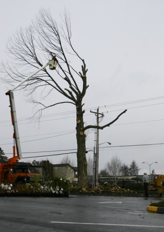 A tree service takes down the tulip tree