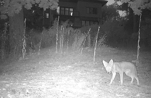 A camera set in place by the Vashon Nature Center and the Coyote Working Group photographed this coyote one early morning last month near Palouse Winery.
