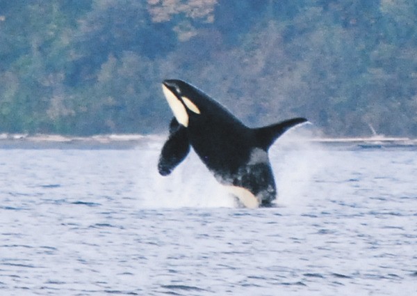 An orca breaches between Point Robinson and the mainland earlier this month.