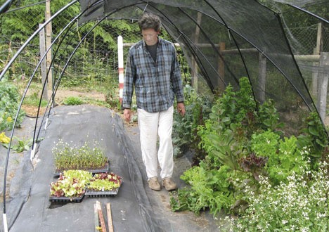 William Forrester of GreenMan Farm looks over the flat of new lettuce seedings ready to plant