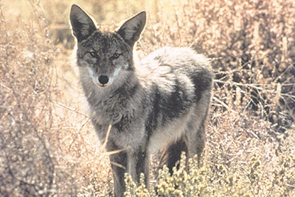 Coyotes are is about the size of a collie but usually much thinner.