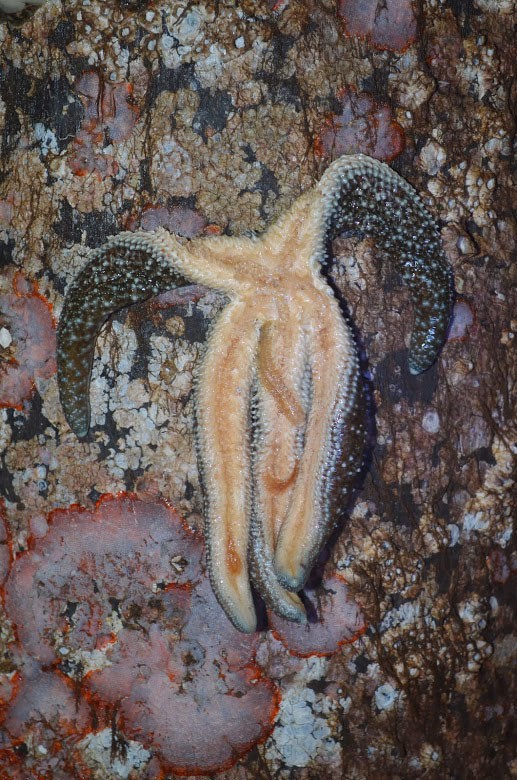 A sea star afflicted by sea star wasting syndrome begins to fall off a piling at the north end ferry dock.
