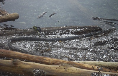 The white flecks in this photo by Bill Rowling show styrofoam polluting the water at his beach.