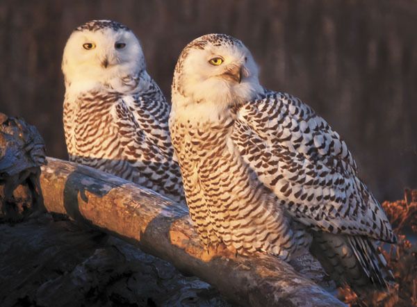 A photograph of snowy owls by Dewain Gauntlett will be on display at The Hardware Store Restaurant.