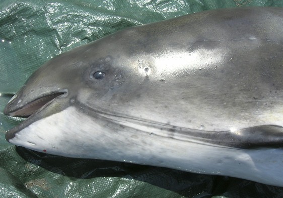A female harbor porpoise was found last week at Sandy Shores.