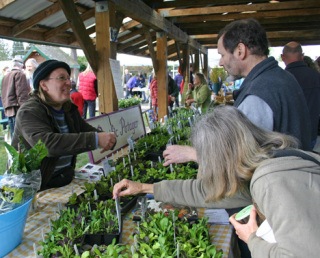 Pacific Potager is one of the Vashon farms that sells produce and plant starts at the farmers market.