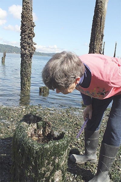 Rayna Holtz looks for sea stars in pilings on the west side of Vashon.