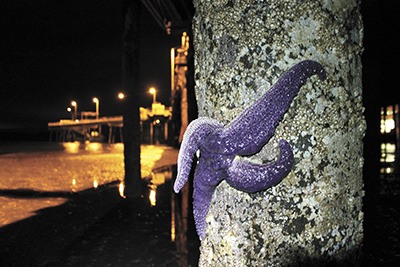 An ochre star afflicted with sea star wasting syndrome hangs off a piling at the north-end ferry dock.