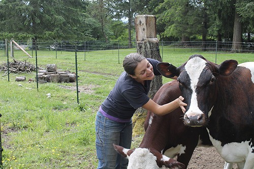 Caitlin Ames takes a minute with the cows Monday at Vashon's Cornerstone Farm.