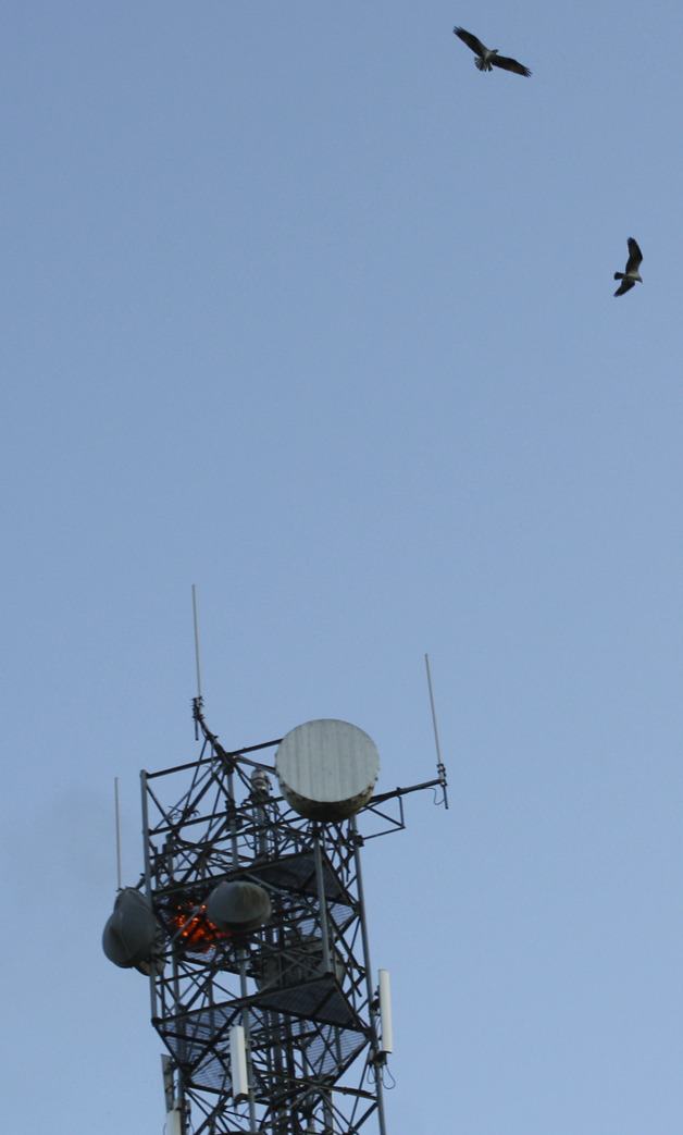 A nest in a microwave tower goes up in flames while the two parents fly overhead.