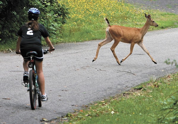 The deer population appears to be more robust than ever on Vashon.