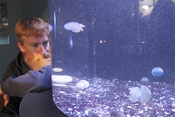 Chad Widmer examines a tank of small blubber jellies