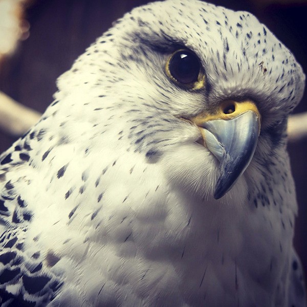 This falcon