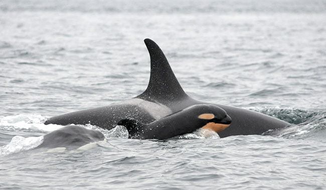 Southern orca pods have six new calves and will be coming to local water soon