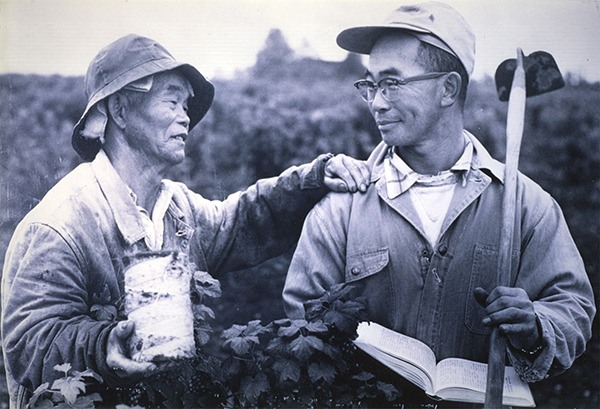 Mitsuno (left) and Yoneichi Matsuda (right) work on the family’s Vashon strawberry farm around 1957