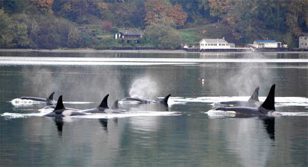 Multiple members of the Southern Resident Killer Whales’ J-Pod swim in Quartermaster Harbor.