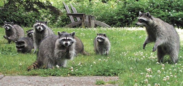 Raccoons thrive in large numbers on Vashon. This group of raccoons sneaked up on Islander Martin Halliwell near Tramp Harbor last fall.