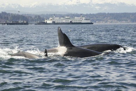 These transient Orca whales were spotted off Vashon’s shores in March.
