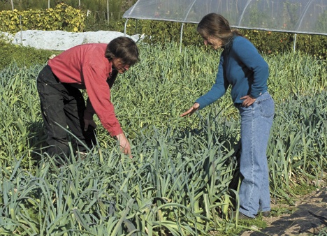 Rob Peterson and Joanne Jewell are knee-deep in leeks.
