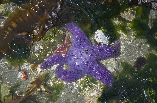 Sea stars counted during last year's Bio Blitz
