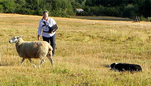 Christie True practices herding with her border collie Shep and a herd of sheep she shares with others at her Maury Island home.