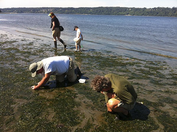 Volunteers search for living creatures at a previous BioBlitz.