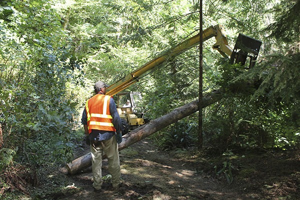 King County's Paul Adler monitors tree placement in Judd Creek