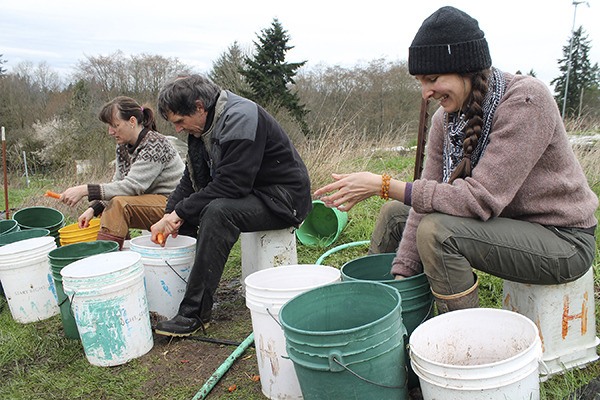 Plum Forest Farm farmer Rob Peterson (center) washes carrots with farmhand Victoria (right) and farm intern Jane (left). VIGA is looking into building a food hub where local farmers could aggregate and prepare their products for sale off island.