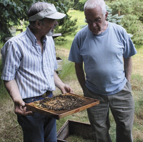 Steve Rubicz examines a frame with bees and honey while Bob Dixon