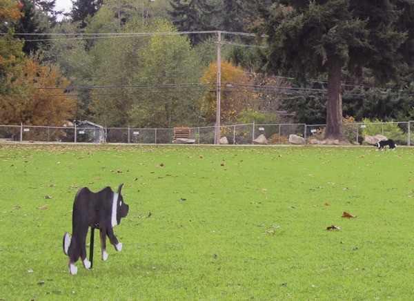 Dog cutouts installed at the new Vashon Fields project are helping keep geese off the new grass.