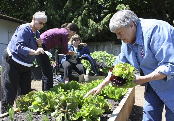 Residents of J.G. Commons and Charter House pick lettuce with Vashon HouseHold employee Jenn Coe in their newly created garden last Friday. Left to right: Bonnie Nelson