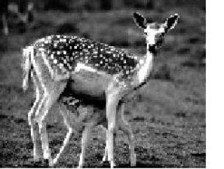 Abundant Vashon deer could be profitable if domesticated