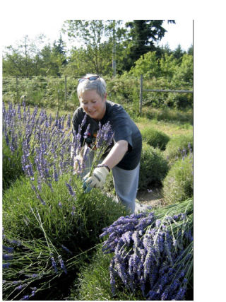Christy Cook harvests lavender at the Lavender Sisters farm