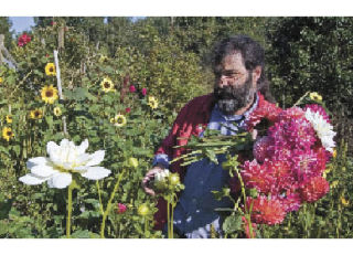 Richard Odell snips only blemish-free dahlias to sell at Thriftway and the Farmers Market.