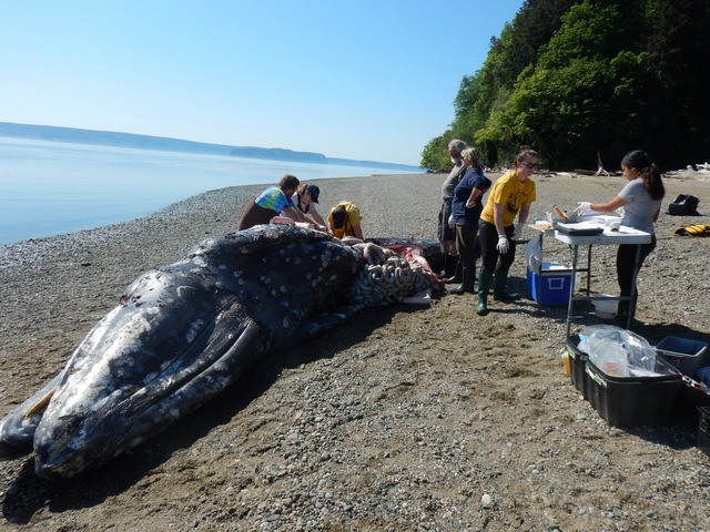 Researchers work to determine what killed gray whale located near Vashon