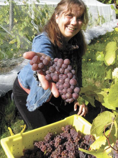 Islander Bea Mann holds up a cluster of Pinot Gris grapes she picked during the Oct. 4 harvest at Bill Riley’s Maury Island Winery and Vineyard.