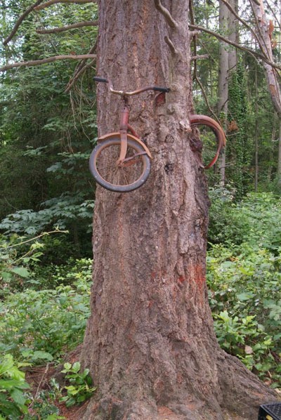 “Red Ranger Came Calling” answers the age-old question: How did this bike come to be embedded in a tree?