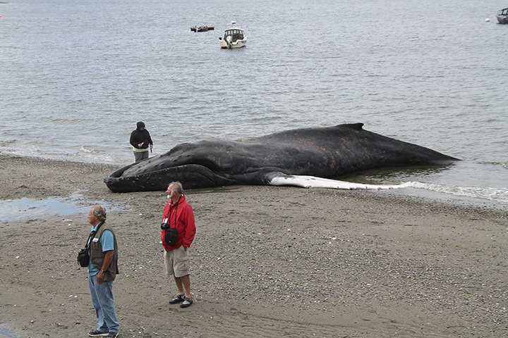 Humpback whale dies near Fauntleroy ferry dock