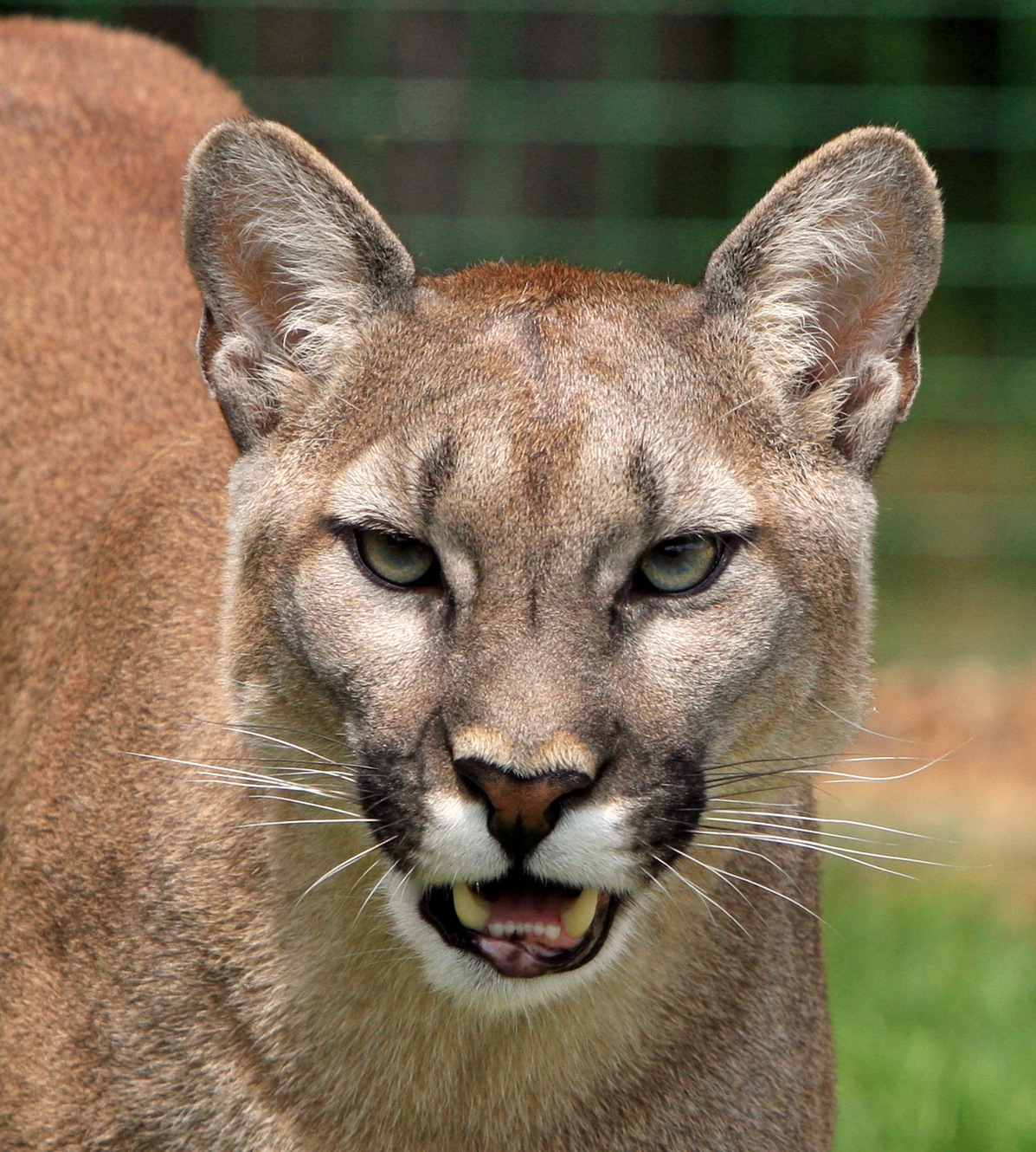 Cougars spotted repeatedly on Vashon