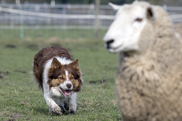 A competitor gets down to business at the Vashon Sheepdog Classic.