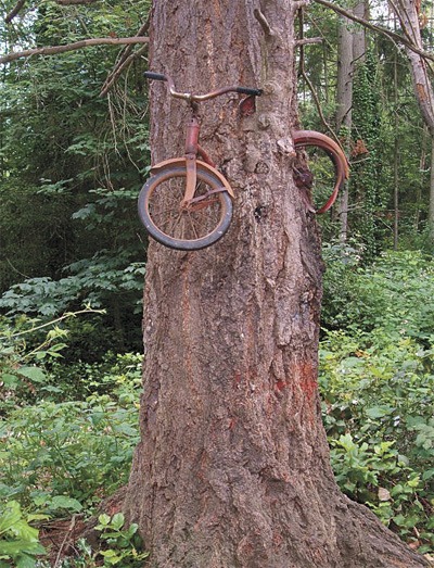 This kid's bike has grown into a tree in the woods near Vashon Highway and S.W. 204th Street on Vashon.