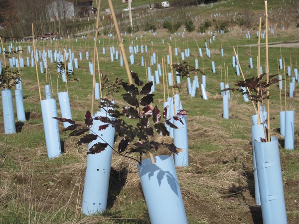 A pasture at Singer Farm owned by George and Marilyn Singer is being restored back to forest and is now dotted with young trees and shrubs.