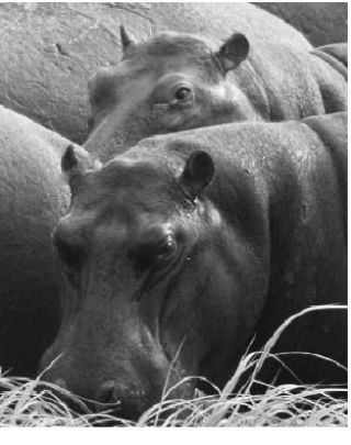 Kendra King captured hippopotami during her trip to Africa.