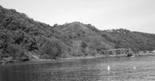 Much of the madrone forest at Glacier’s site would be cut if the mine expansion moved forward.