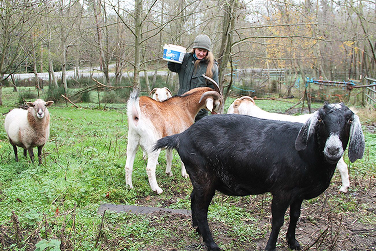 Island animal owners struggle with predator population