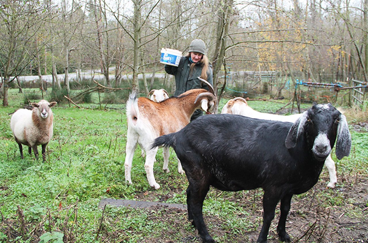 Debbie Butler, a resident of Maury Island, keeps sheep, goats, a cow and a horse in a small animal sanctuary on her property. She lost a sheep to the cougar last month.