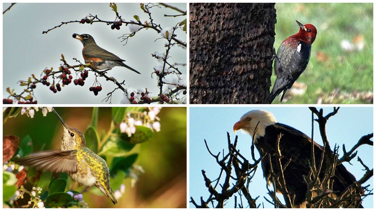 Bird enthusiasts spotted more than 116 species of birds in this year’s count, including, clockwise from top left, an American robin by Jim Diers; a red-breasted sapsucker by Orion Knowler; an adult bald eagle by Jim Diers and an Anna’s hummingbird by Michael Elenko.